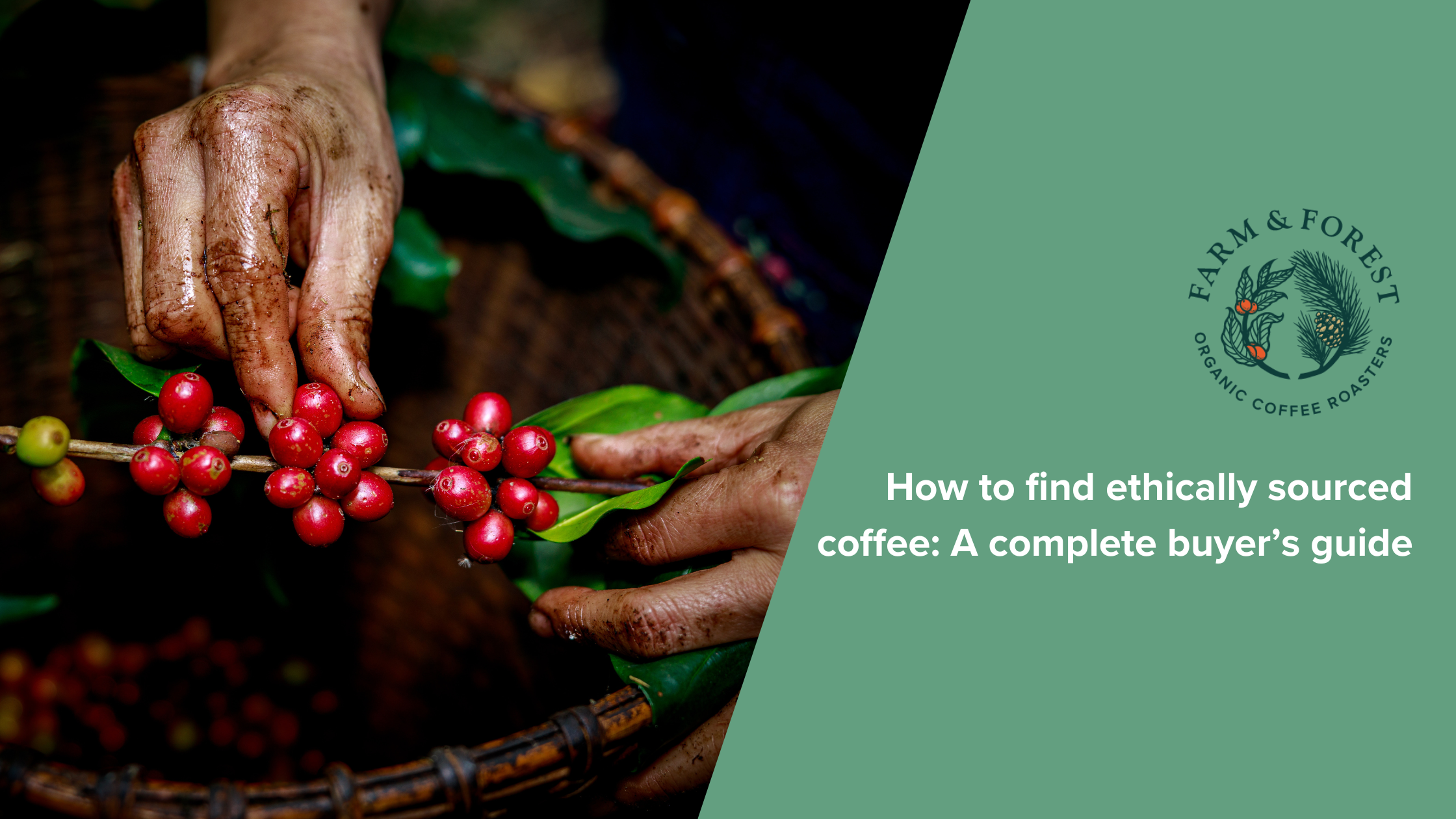 How to find ethically sourced coffee: A complete buyer’s guide