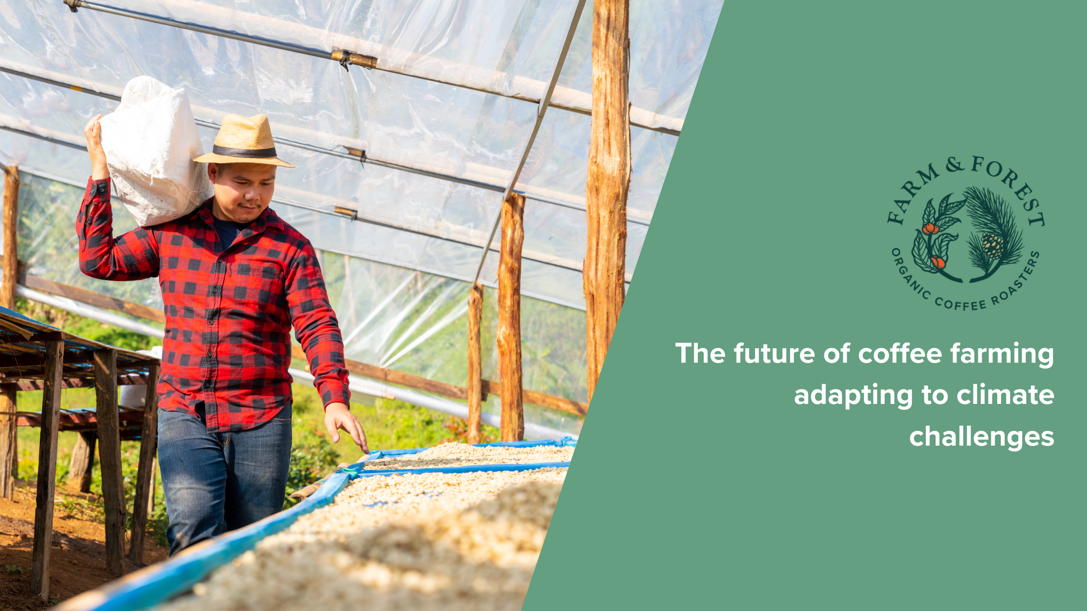 The future of coffee farming adapting to climate challenges