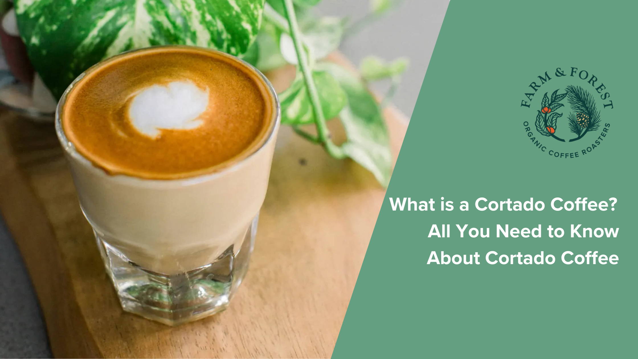 What is a Cortado Coffee? All You Need to Know About Cortado Coffee