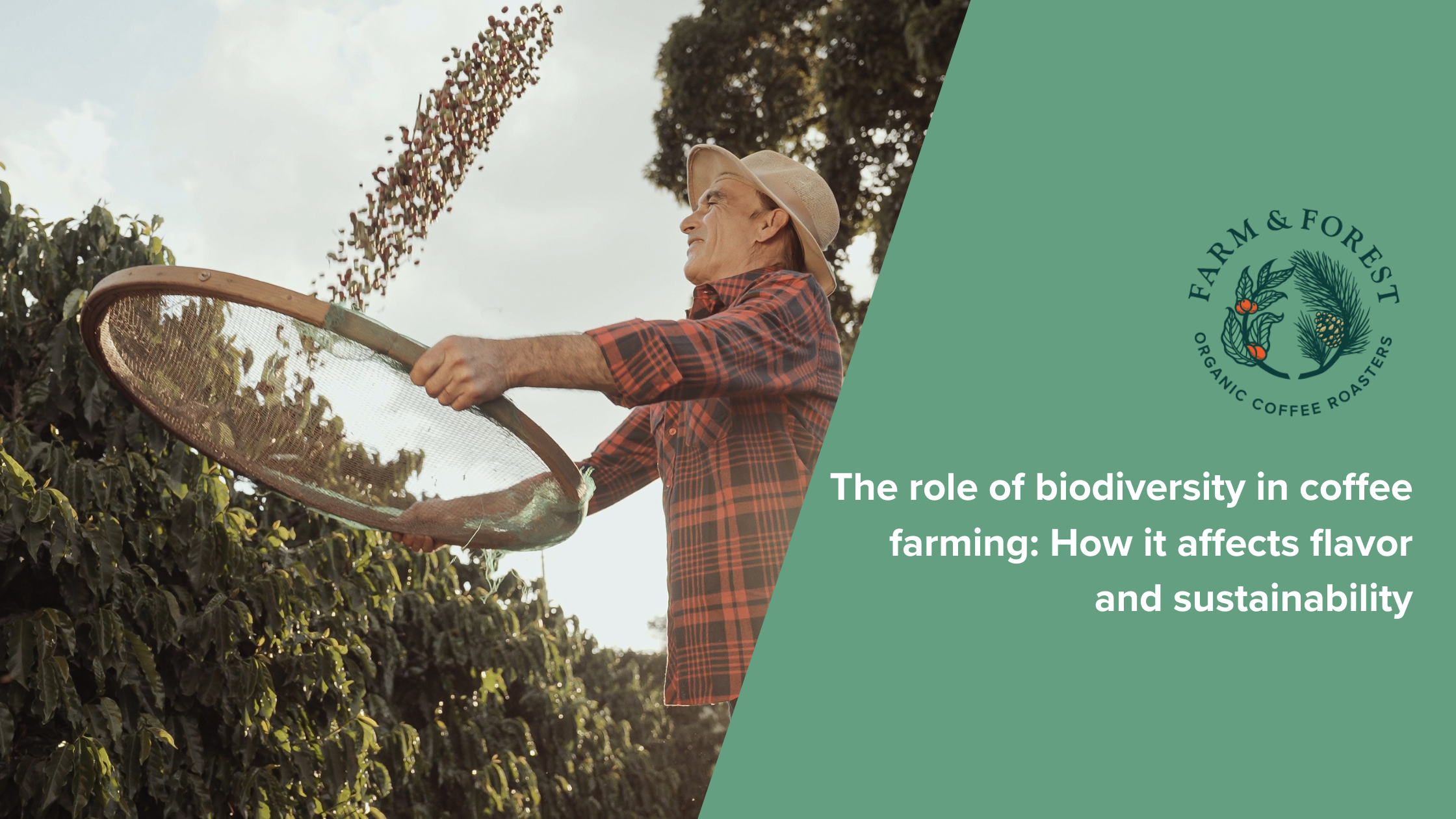 The role of biodiversity in coffee farming: How it affects flavor and sustainability