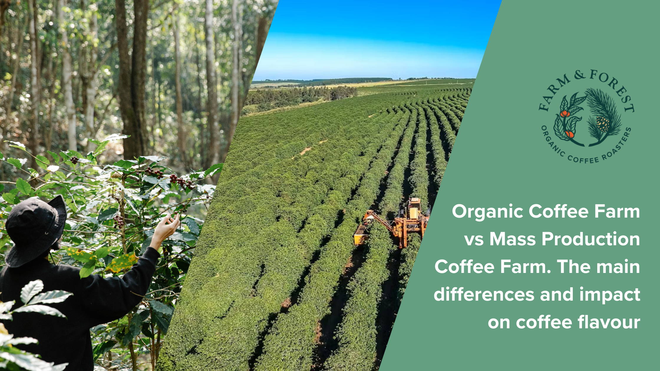 Organic Coffee Farm vs Mass Production Coffee Farm. The main differences and impact on coffee flavour