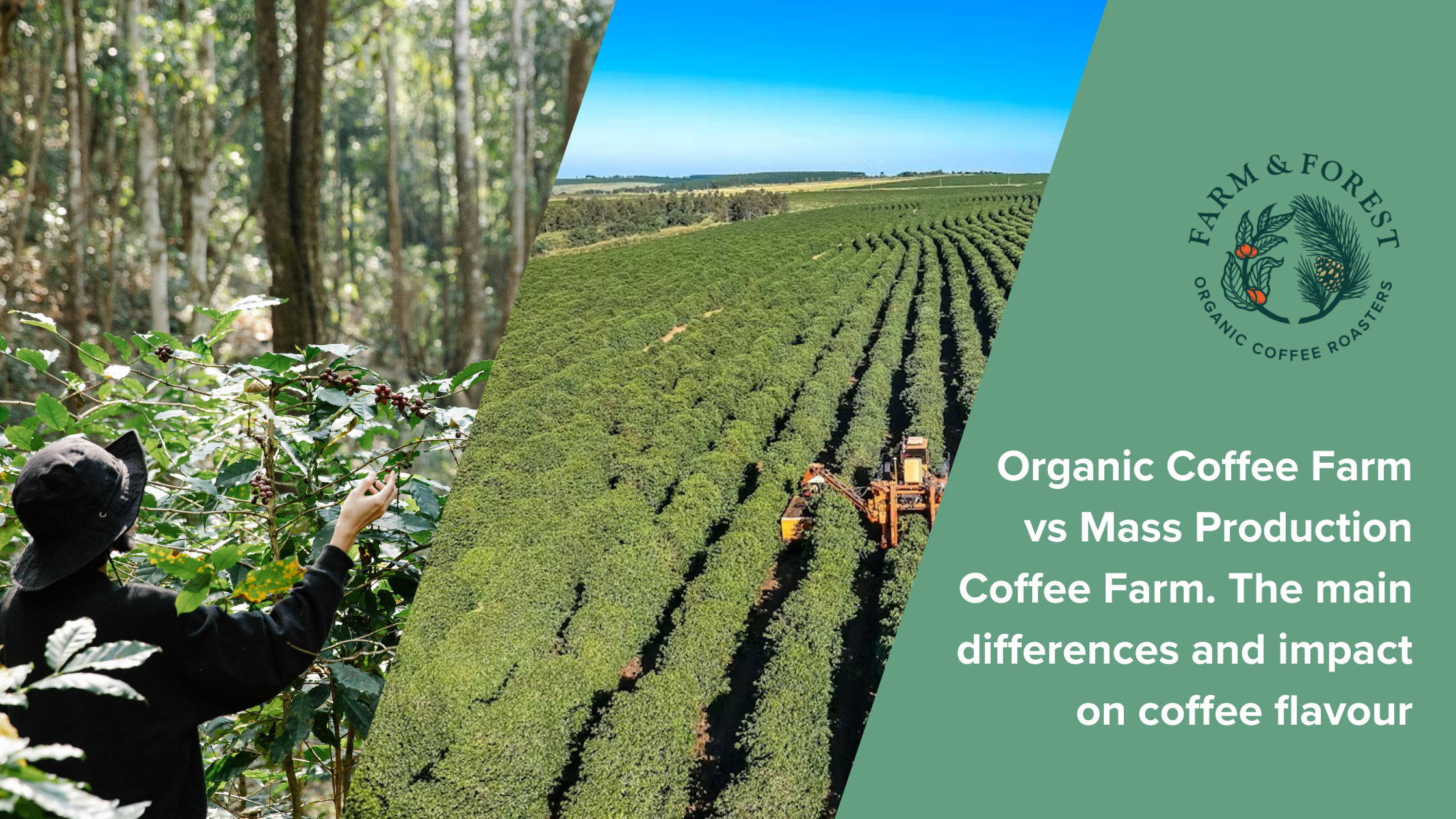 Codffe Farm The journey from farm to cup is a complex process that significantly ...