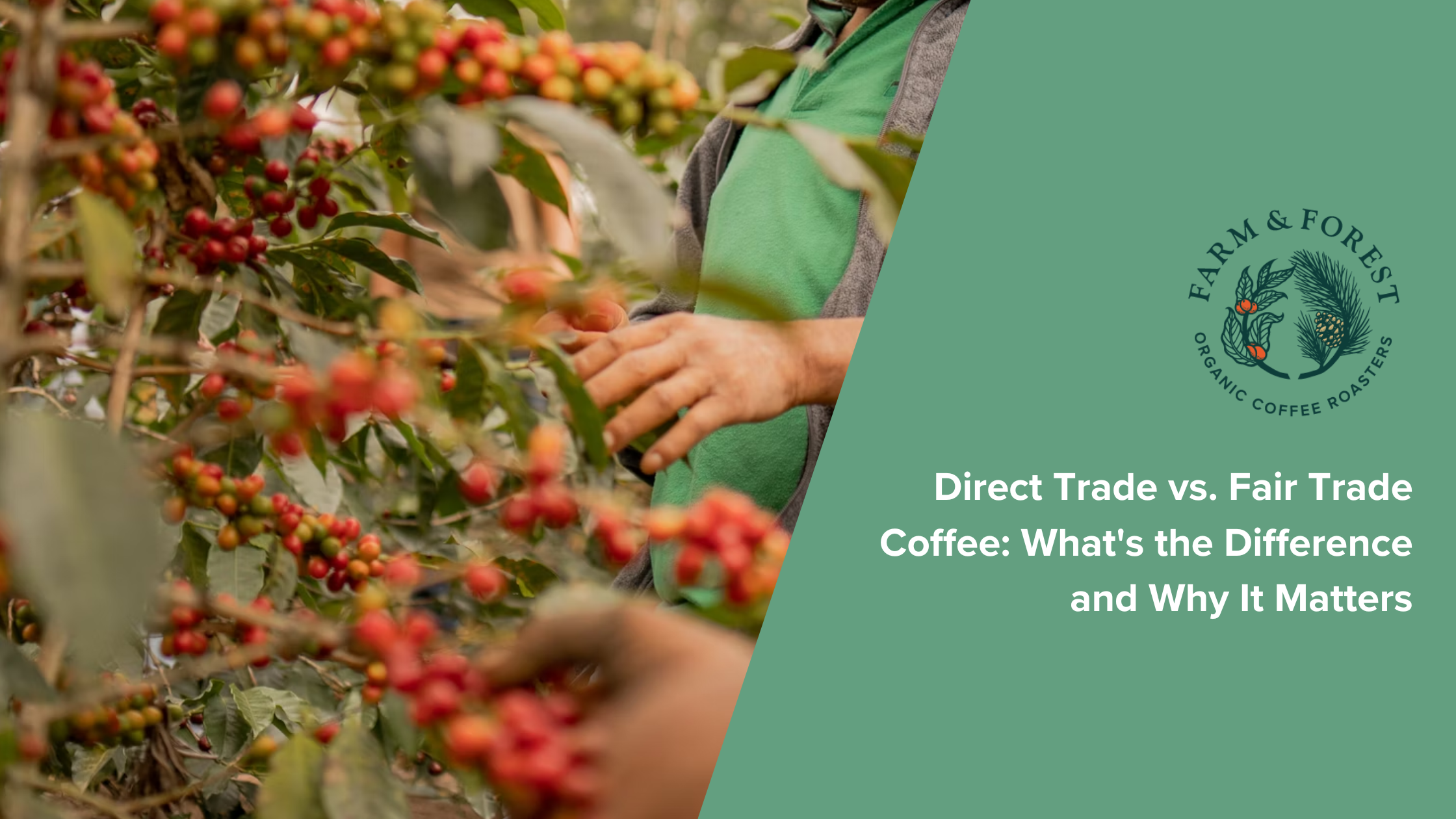 Direct Trade vs. Fair Trade Coffee: What's the Difference and Why It Matters