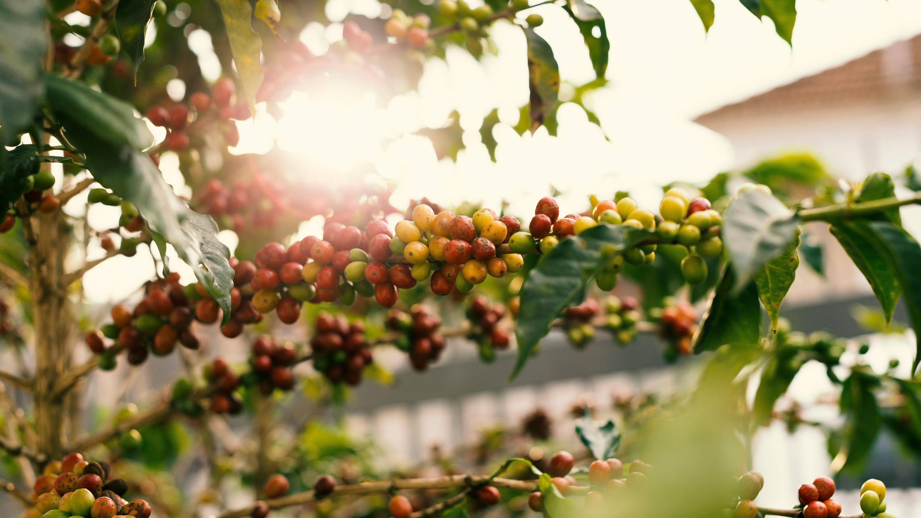 The Anatomy of a Coffee Cherry, A Guide to the Different Types of Coffee Beans