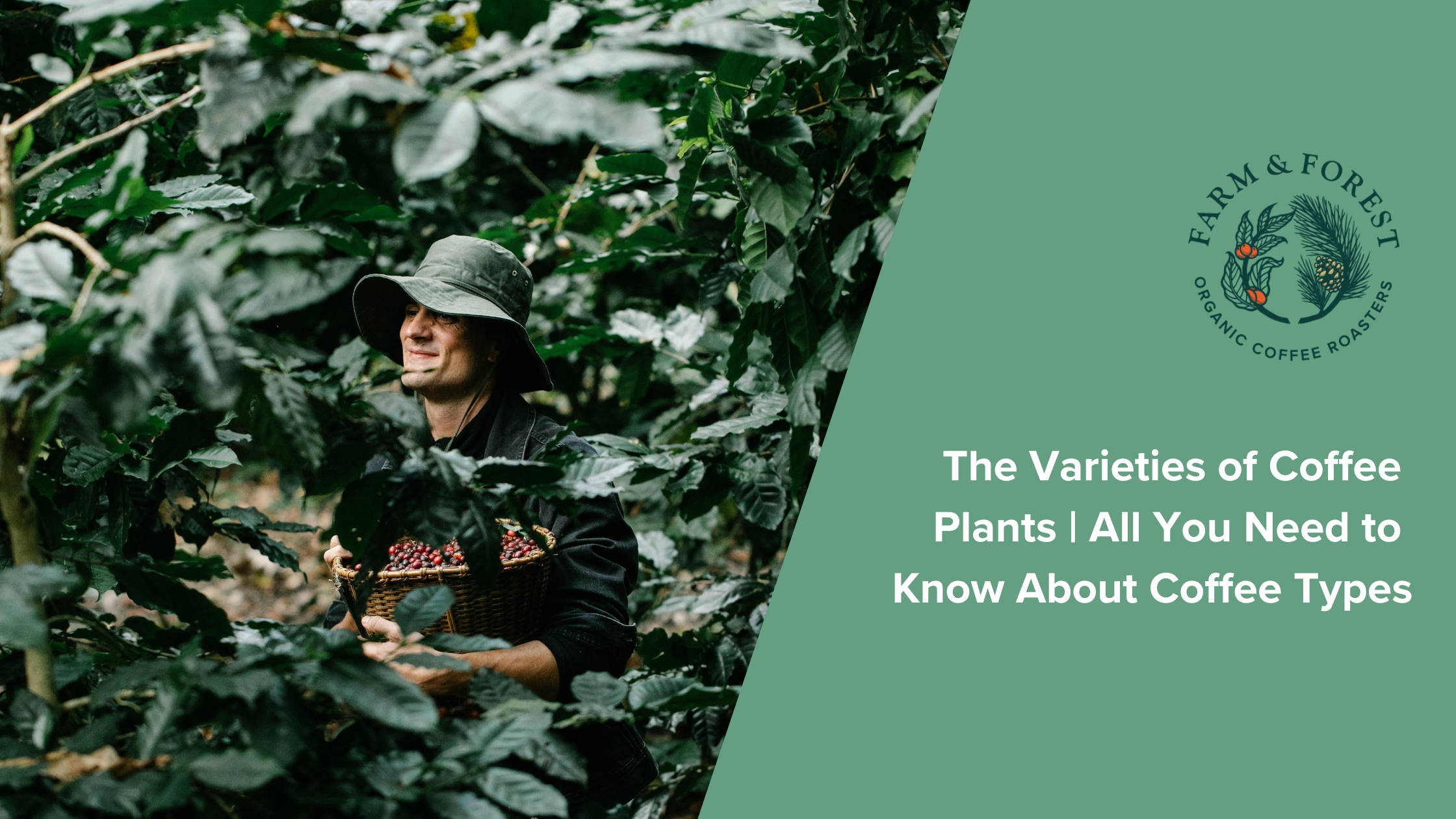 The Varieties of Coffee Plants | All You Need to Know About Coffee Types